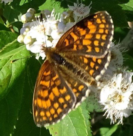 Melitaea athalia